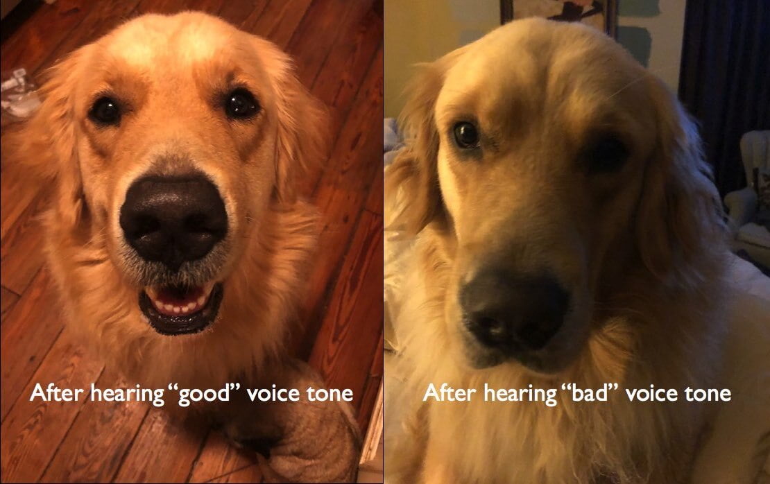 Voice Acting: what I learned from training dogs
